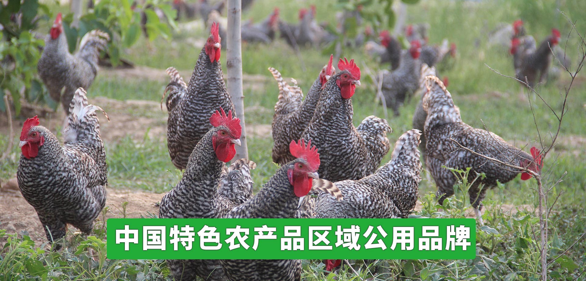 松川機械-枕式包裝機專業制造商3
